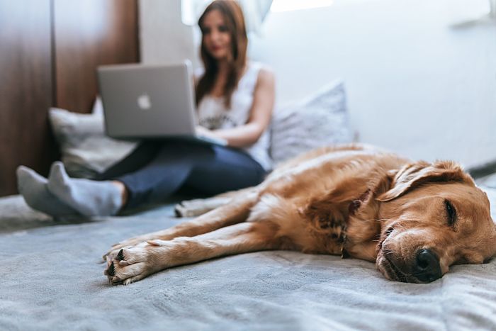 woman working on a laptop on her bed with a sleeping dog